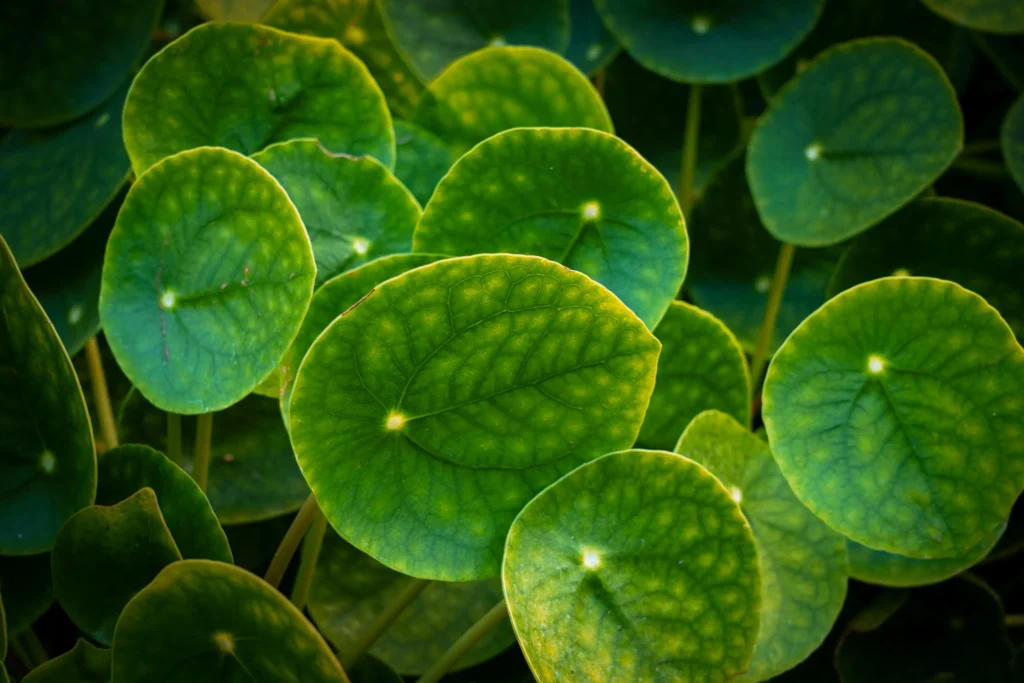 Pilea peperomioides 2026: por que virou tendência global