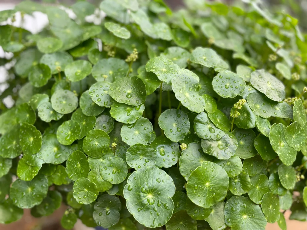 Pilea peperomioides 2026: por que virou tendência global