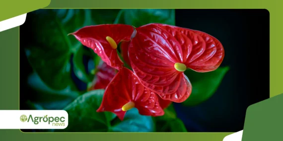 Como cultivar Anthurium Veitchii sem cometer erros comuns