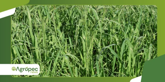 Braquiária ruziziensis: benefícios para áreas agrícolas