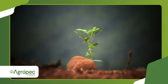As melhores hortaliças para cultivar durante as ondas de calor de 2026