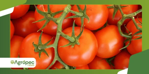 Tomate sweet grape: variedade ideal para vasos pequenos
