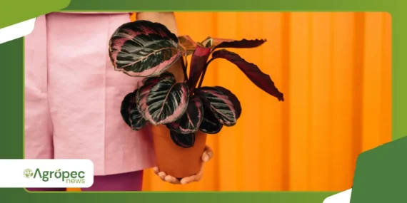 Como cuidar da Maranta Tricolor e destacar suas cores