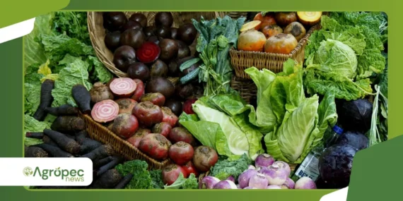 Como produzir alimentos frescos em pequenos espaços urbanos
