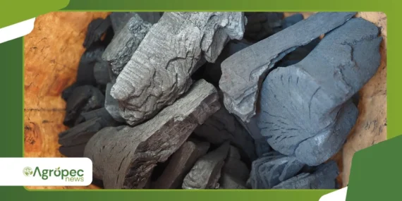 Carvão vegetal ativado no solo vale a pena na produção?