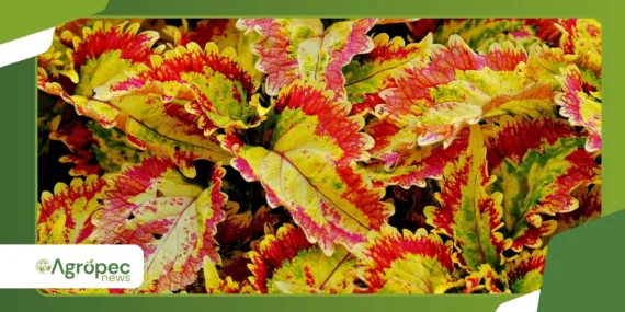 Coleus em vasos: técnicas para manter folhas vibrantes