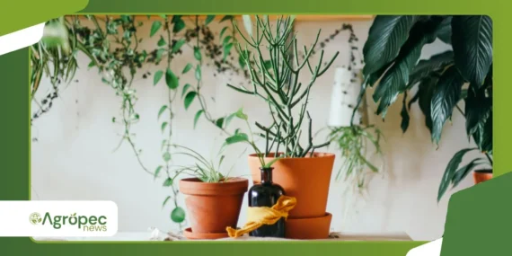 Como cuidar das plantas com pouco dinheiro