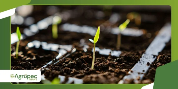 Como produzir composto termofílico com maior eficiência