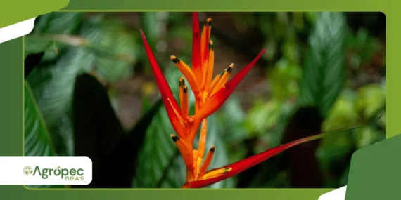Como cultivar estrelícia e estimular florações durante o ano