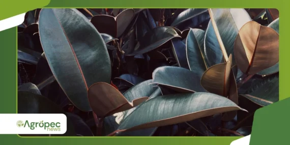 Ficus Belize: o segredo da planta rosa que virou febre