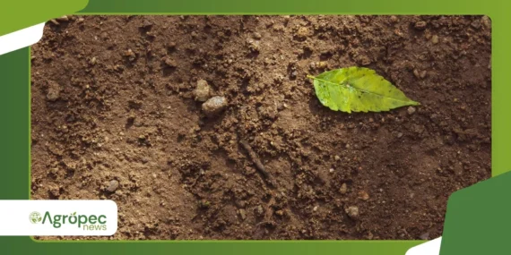 Manejo do solo após a colheita: práticas que ajudam a preservar a produtividade
