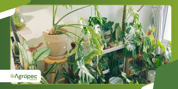 Microverdes em casa: por que esse cultivo continua crescendo em 2026