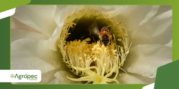 O papel da agricultura orgânica na preservação de polinizadores nativos