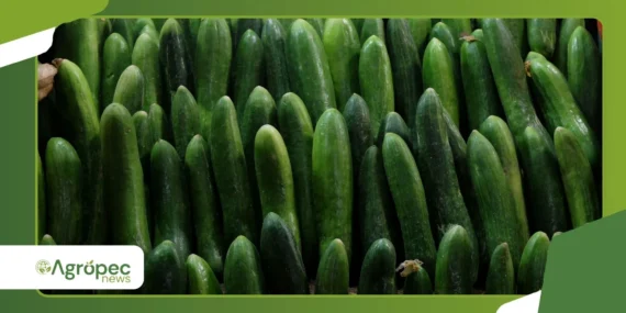 Como produzir pepino japonês em vasos com alta produtividade