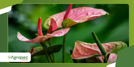Como propagar Anthurium Warocqueanum com mais sucesso