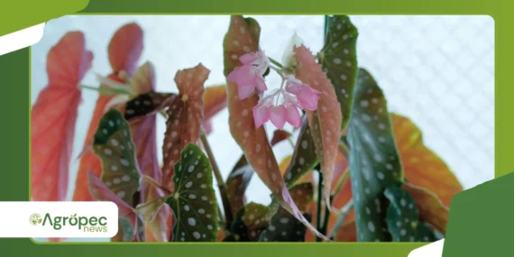 Begônia Maculata: cuidados para folhas sempre saudáveis