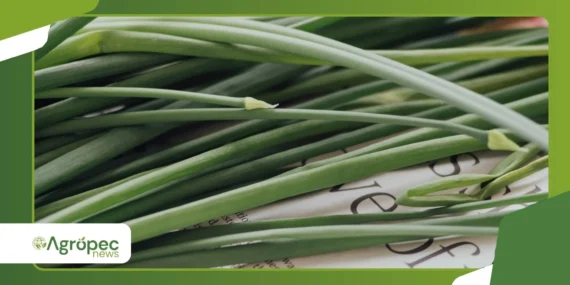 Cebolinha infinita: método para colher sem replantar