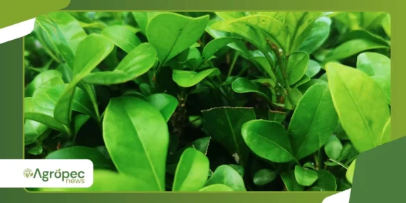 Como cultivar Clúsia dentro de casa sem perder o vigor