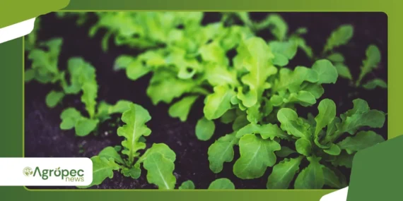 Como cultivar rúcula baby em pequenos espaços urbanos