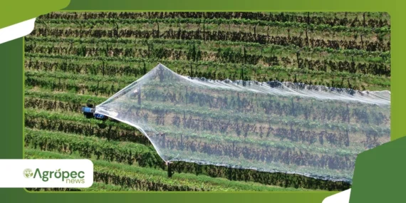 Armadilhas cromáticas agrícolas funcionam mesmo?