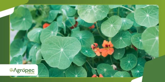 Capuchinha comestível: beleza e alimento na mesma planta