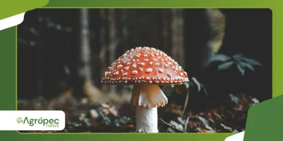 Como utilizar fungos entomopatogênicos no manejo orgânico