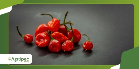 Pimenta biquinho: cultivo simples para iniciantes