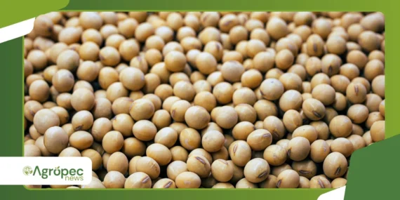 Soja em setembro sobe enquanto produtores seguram vendas