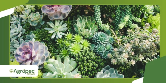 Suculentas estioladas: como corrigir sem replantar tudo