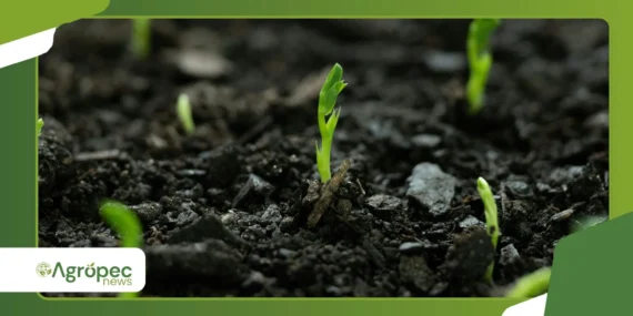 Biochar na agricultura orgânica: onde faz sentido e onde pode não compensar