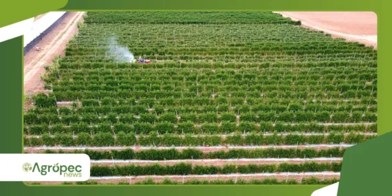 Calcário agrícola: quando reaplicar para manter a eficiência?