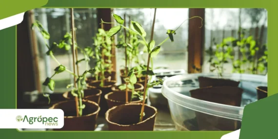 Como criar uma horta medicinal doméstica em pouco espaço